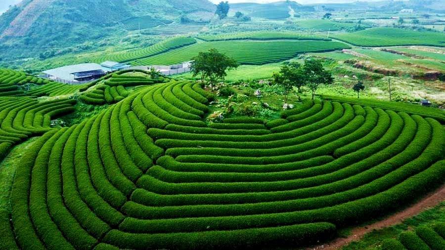 Đồi chè Mocha Hill atoz tour