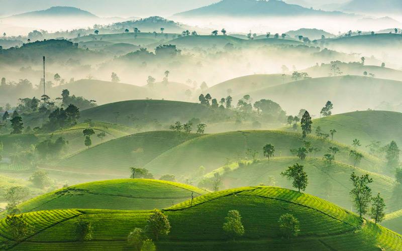 Đồi chè Thanh Sơn atoz tour