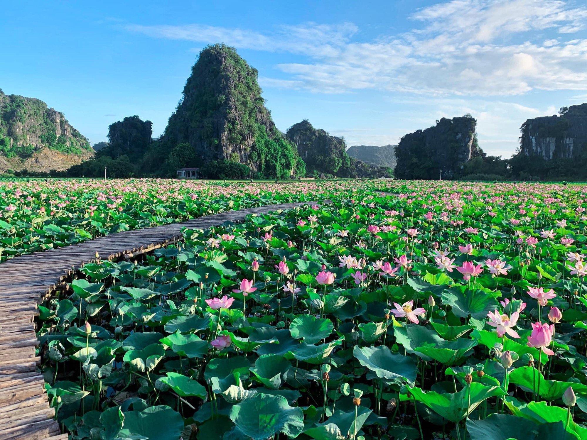 Đầm sen Hang Múa atoz tour
